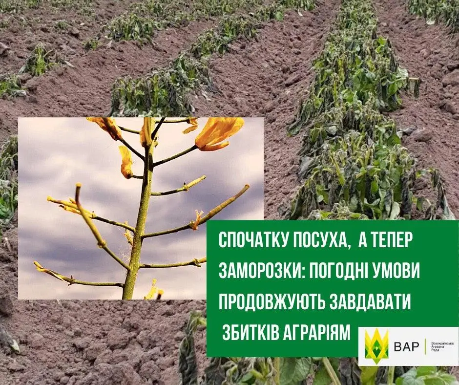 Спочатку посуха тепер заморозки: погодні умови продовжують завдавати збитків аграріям 