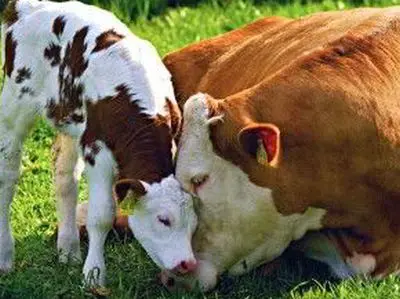 Підприємства Вінниччини збільшили продуктивність корів на 9%