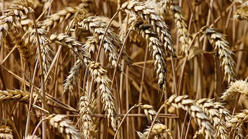 Важливо налагодити експорт українського зерна за кордон – Денис Марчук