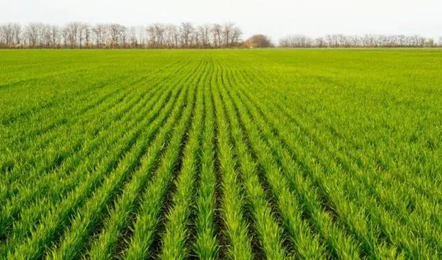 Аграрії скоротять посіви озимих на 30%