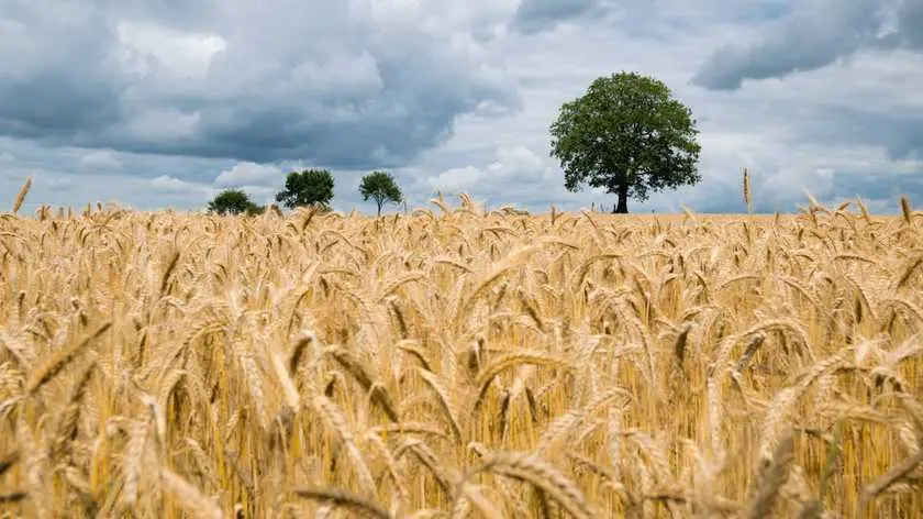 Українські аграрії отримали «Farmers Weekly Awards 2022» 