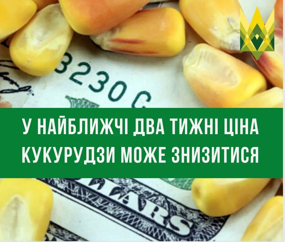 У найближчі два тижні ціна кукурудзи може знизитися