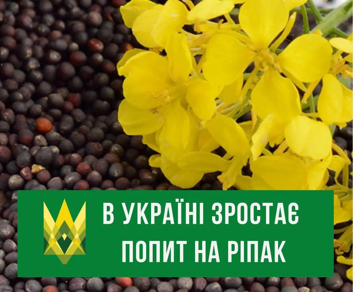 В Україні зростає попит на ріпак
