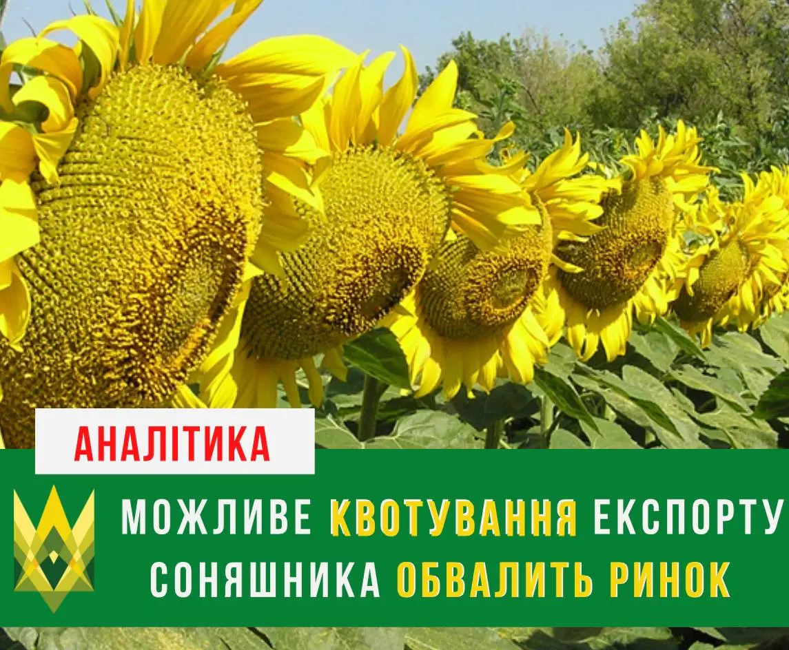 Можливе квотування експорту соняшника обвалить ринок