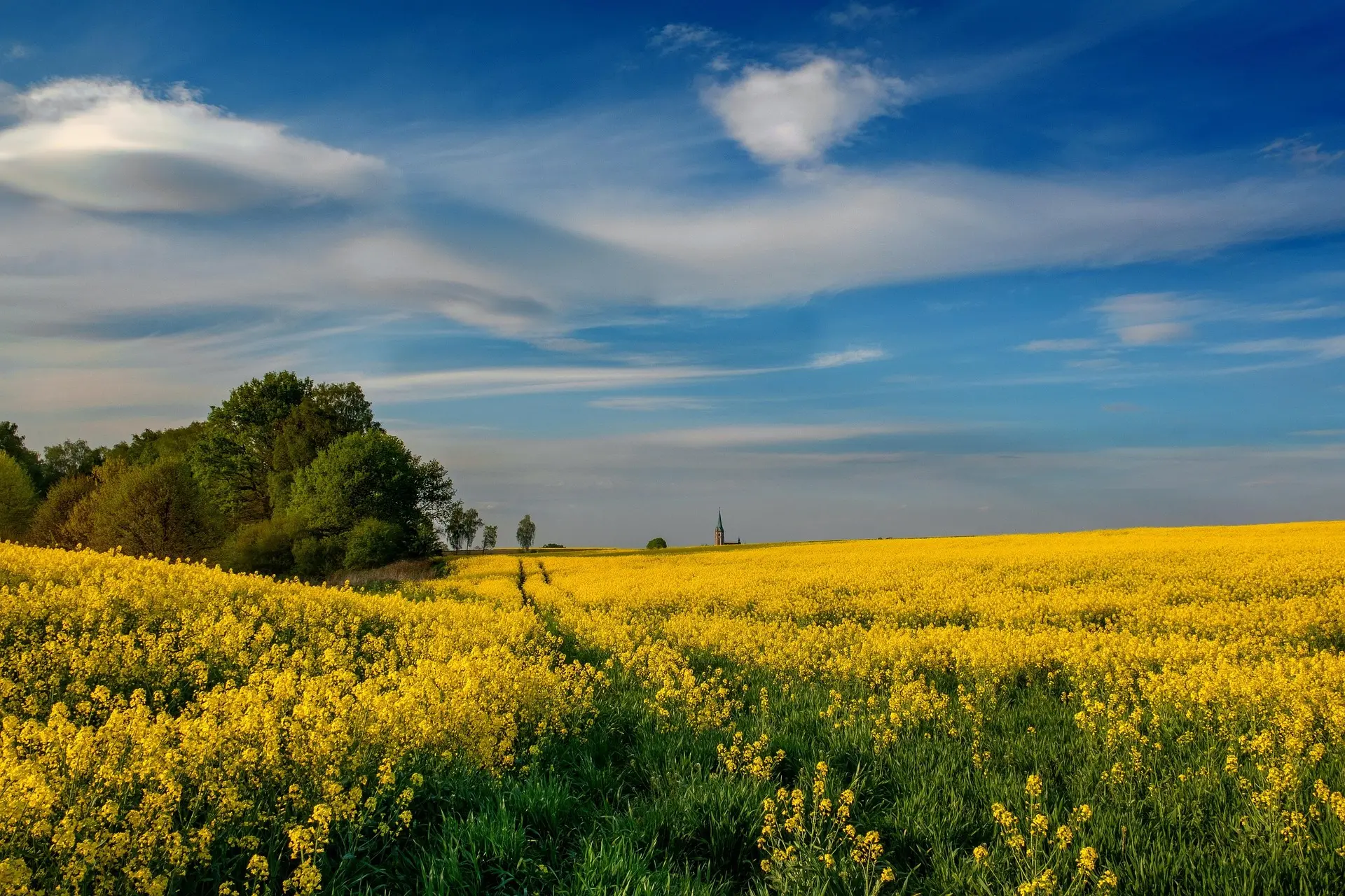 Ріпак залишається найприбутковішою культурою, але через зупинку портів ціни продовжать падіння