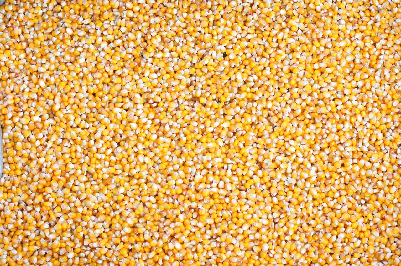 Аграрії східних регіонів втрачають до 1000 грн/т на продажу кукурудзи