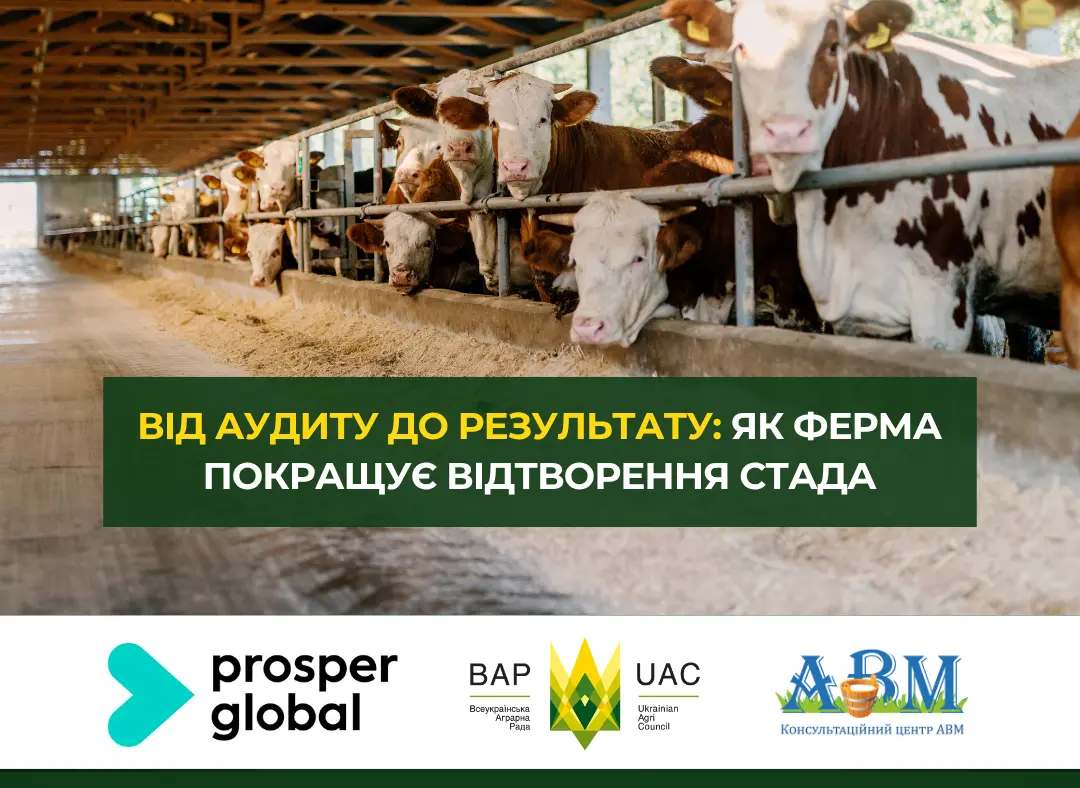 Від аудиту до результату: як ферма покращує відтворення стада